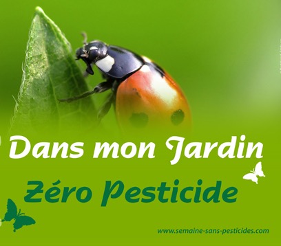 affiche jardin coccinelle 1