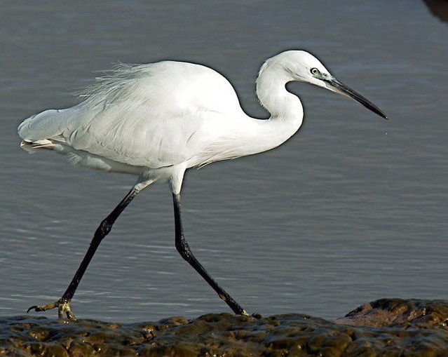 Aigrette garzette - Egretta garzetta - Little Egret