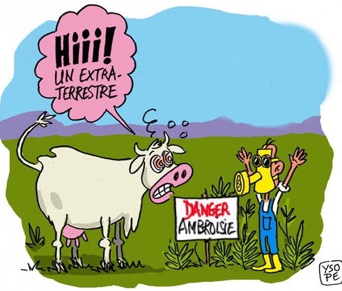 ambroisie-danger-vache copie