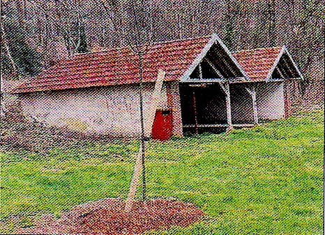 arbre lavoir copie