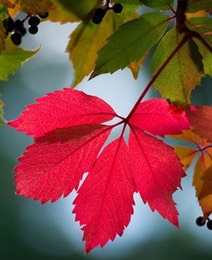 automne-feuille-rouge copie