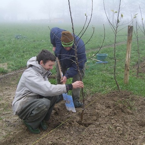 Choix plantations arbres fruitiers 1