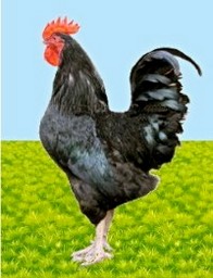 Le coq  Berlaudiot.