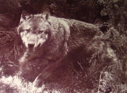 Des loups en Berry "La Nature Sauvage de Franois Merlet"