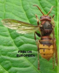 Frelon-Europen