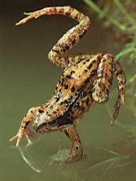 Les grenouilles du Cher ont besoin de nous ! L’action de sauvetage “Crapauduc”.