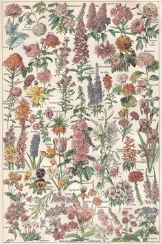 herbes sauvages