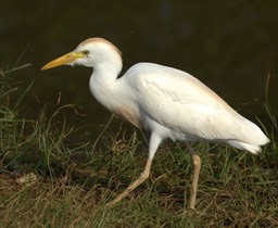 heron-garde-boeufs