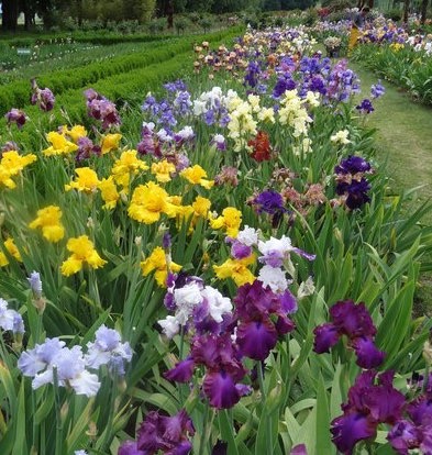 Iris-jardin