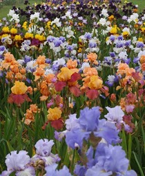 iris cayeux-2