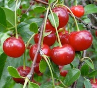 juin-cerises-200