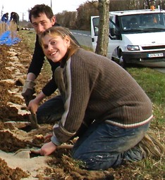 Le retour des bouchures. La plantation.