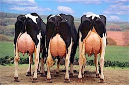 Les trois vaches à Berlaudiot.