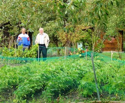 Marais de Bourges. Des haricots protgs et surveills.