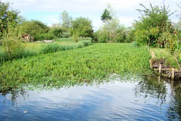 Marais de Bourges. La vilaine jussie tente d'envahir les coulants.