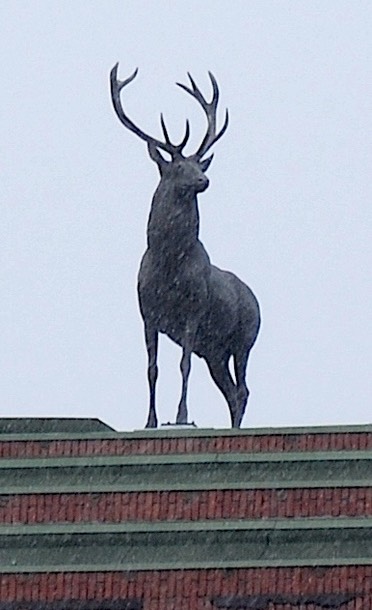 MCB-cerf- 27-11-21-021