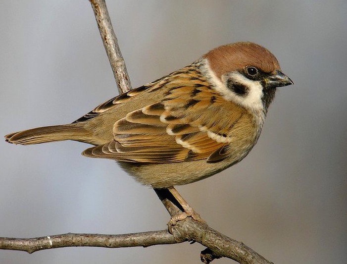 Moineau friquet - Passer montanus - Eurasian Tree Sparrow