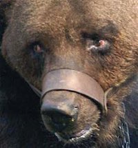 Un montreur d’ours aux ftes mdivales de Bourges ?