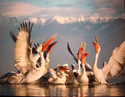 Jari Peltomaki (Finlande). Assemble de plicans. Photographes de nature 2010.