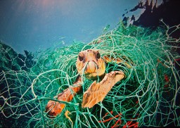 Jordi Chias Pujol (Espagne). Tortue prisonnire. Photographes de nature 2010.