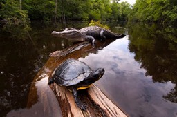 Mark Stone (USA). Marigot en Louisiane. Photographes de nature 2010.