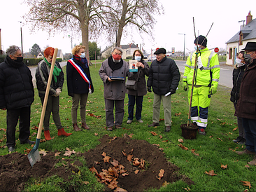 Plantation cerisier Ranvier Baugy