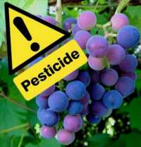 raisins & pesticides