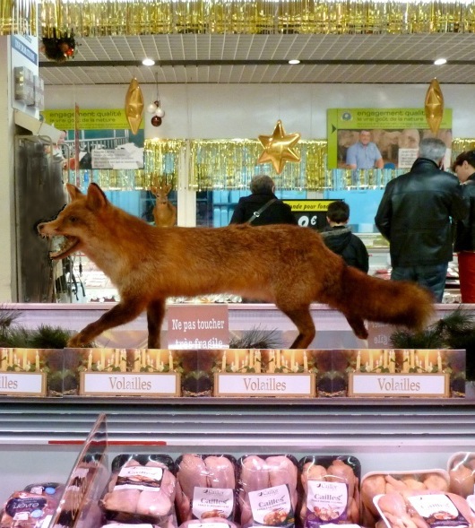 Renard-au-super marche