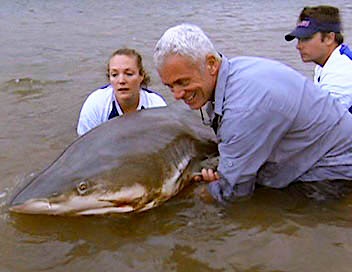 requin eau douce