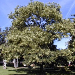 sophora-du-japon FR 500 0000667