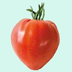 tomate-coeur-de-boeuf