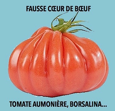 tomate-fausse-coeur-de-boeuf