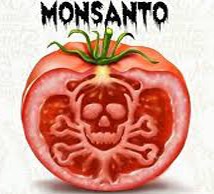 tomate-monsanto