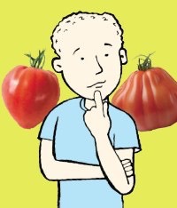 Tomates "Cœur de boeuf", les vraies et les fausses.
