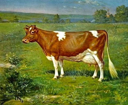 vache-au-pre - copie