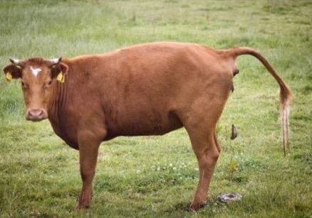 vache-cague