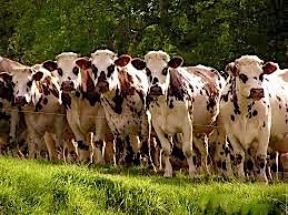 vaches-brunes-1