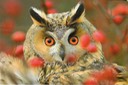 "PHOTOGRAPHES DE NATURE" AU MUSEUM D'HISTOIRE NATURELLE.