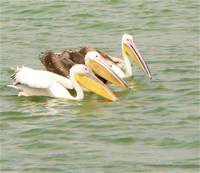 3pelicans