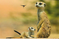 4Meerkat.ShemCompion