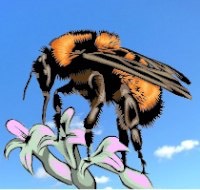 abeille-butinant-200