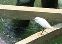 Chincoteague, sur le pont une aigrette.