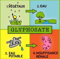 glyphosate-cycle
