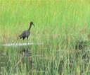 Un Ibis.