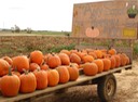 Vente de potirons au bord de la route, Pennsylvanie.