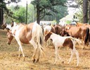 Une jument et son poney.