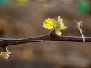 Printemps. La vigne des quatre saisons Morogues. Photo Nathalie Poupard.