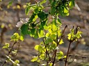 Printemps, 2. La vigne des quatre saisons Morogues. Photo Nathalie Poupard.