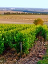 Été. La vigne des quatre saisons Morogues. Photo Nathalie Poupard.