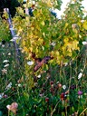 Été, 2. La vigne des quatre saisons Morogues. Photo Nathalie Poupard-web-27